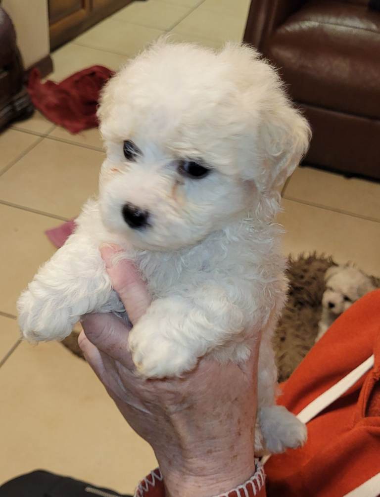 Bichon frise pups for sale 