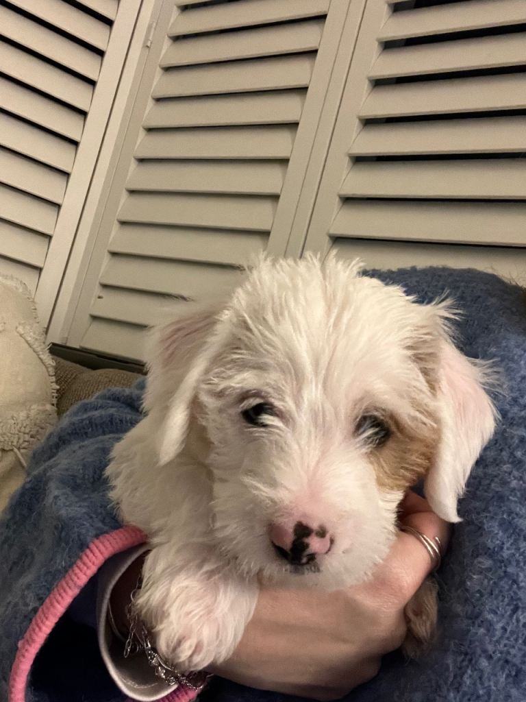 10 week old puppy- male 