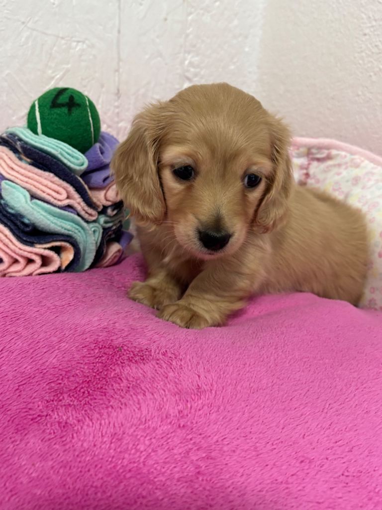 English Cream Miniature Dachshund
