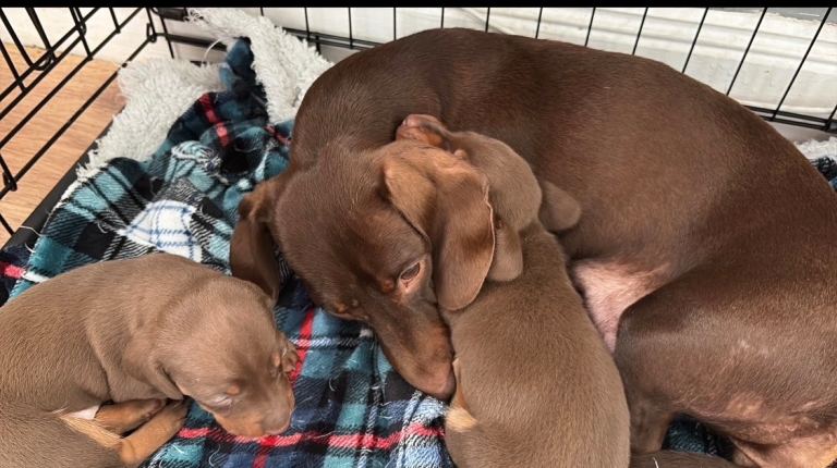 Dachshund puppies for sale 
