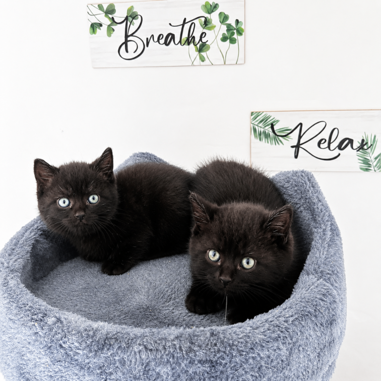 LAST TWO British Shorthair X Kittens