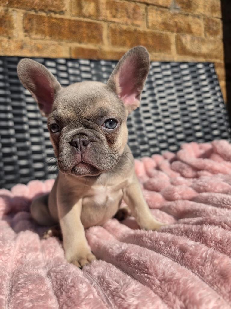 French bulldog puppy