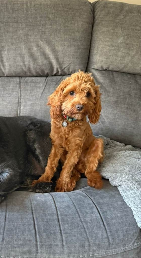 Cavapoo 