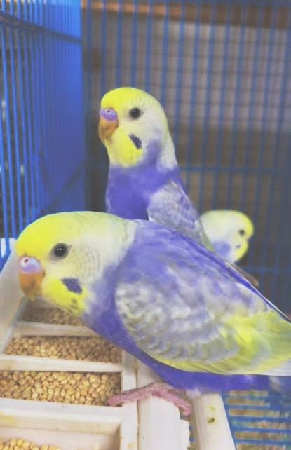 Baby budgies&cage&food