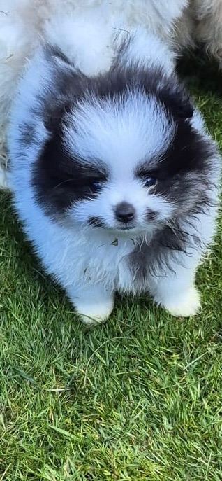 Fluffy balls of fun