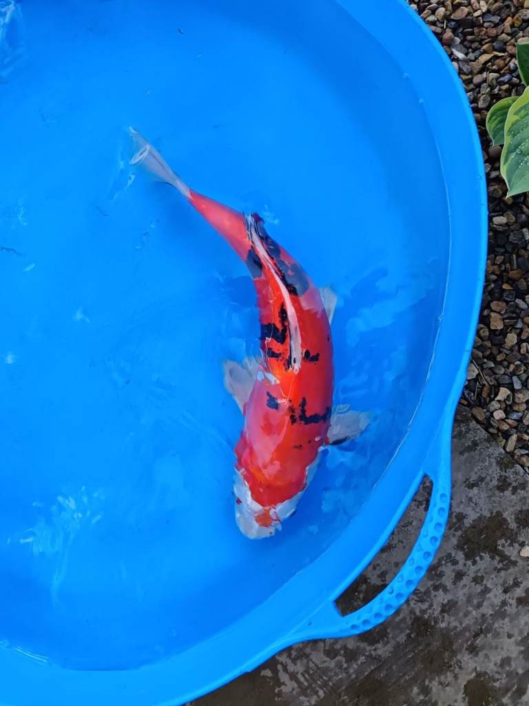 Koi carp for sale