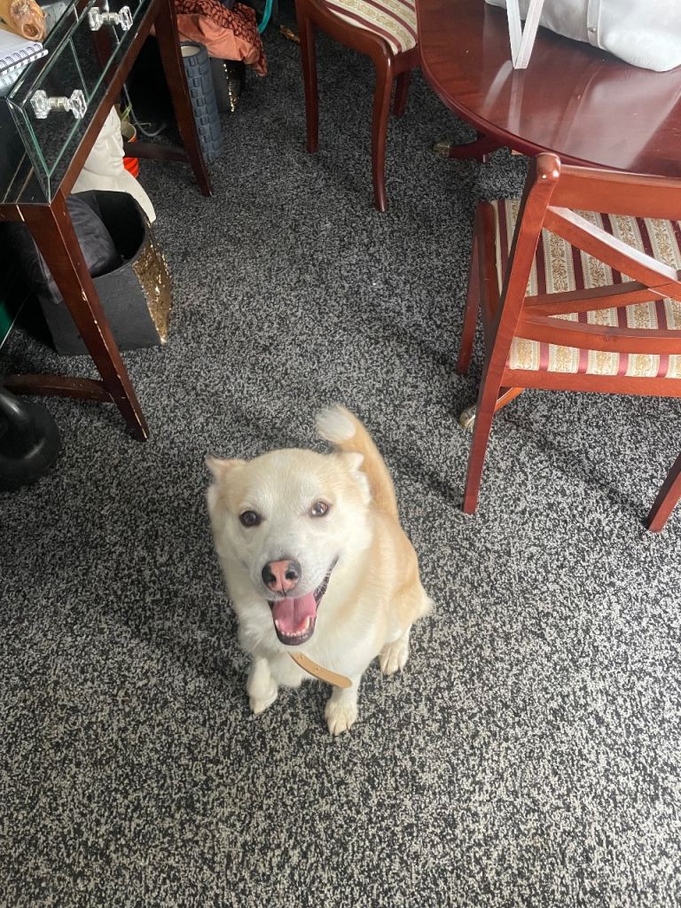4 year old pomsky looking for new home 