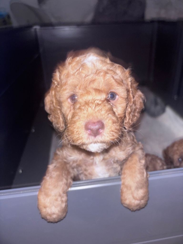 Cockapoo f3 