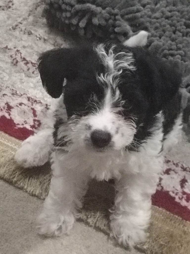 Beautiful Jackapoo puppies