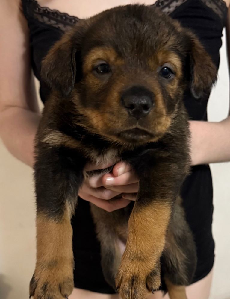 German shepherd mix Rottweiler puppies 
