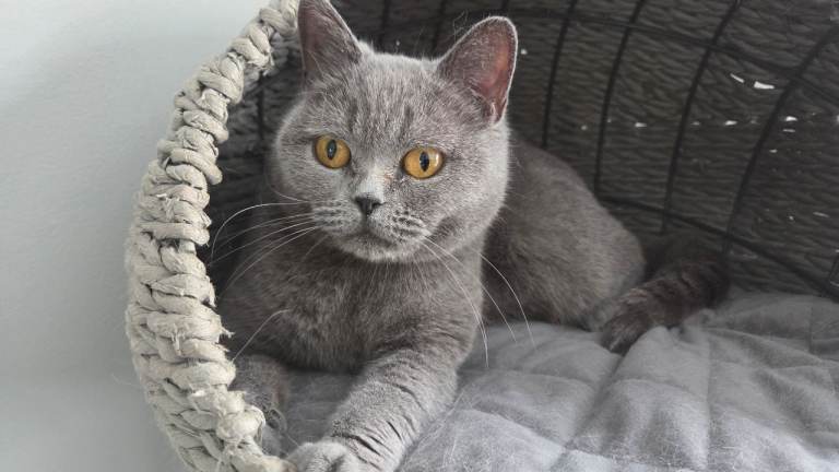 Female BSH British Short Hair Blue 