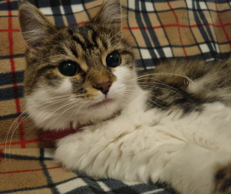 Beautiful long haired cat
