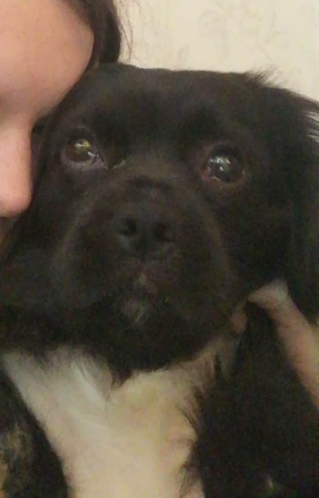 Shihzhu/minipoodle/King charles cavalier mix. 3 siblings almost 2 years old