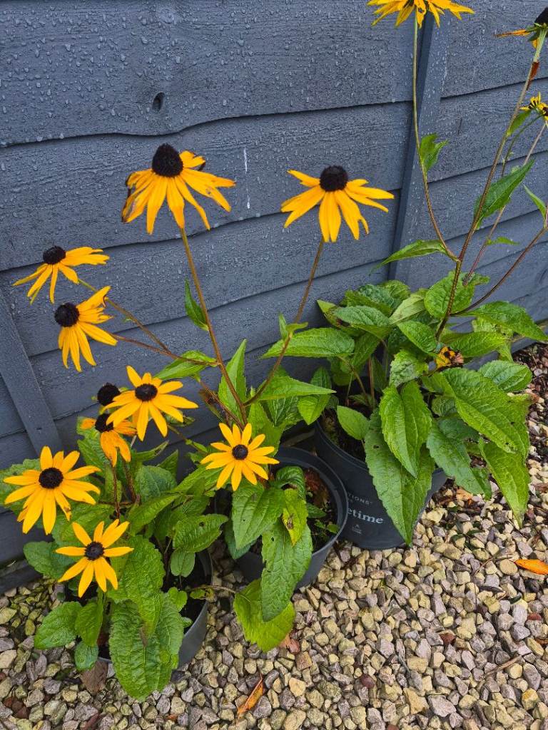 Rudbeckia 'Black-Eyed Susan' Plants in Pots – Good Condition