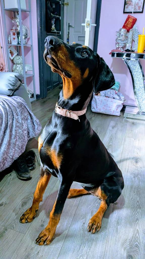 Female 7 months old doberman 