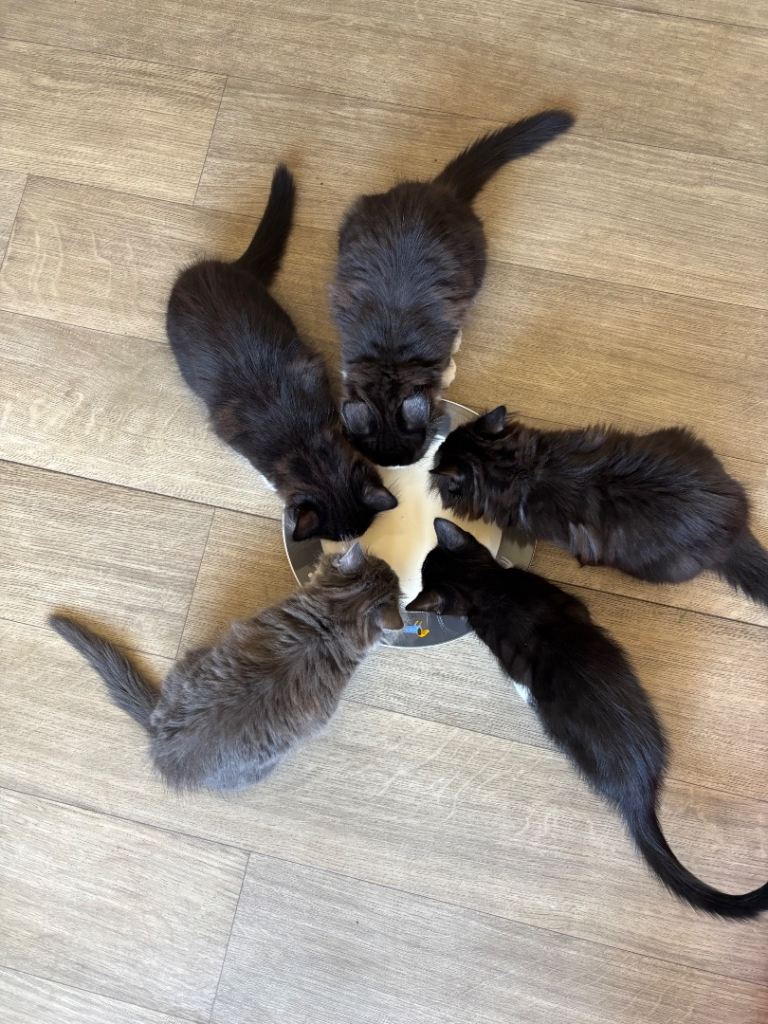 Kittens for Sale. Ready now.