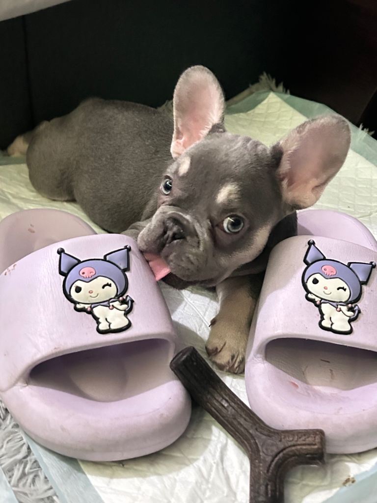 Female French bulldog 