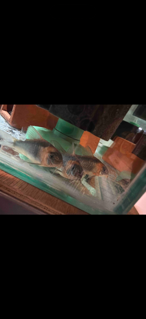 Rarer corydora groups and shrimp updated