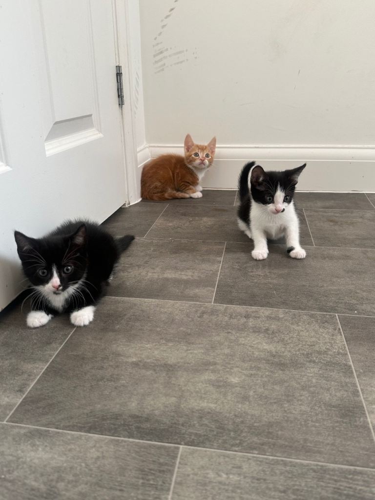 Kittens for sale 