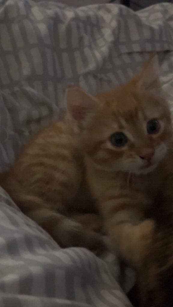Male ginger kitten