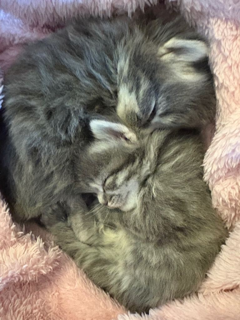 Beautiful kittens for sale