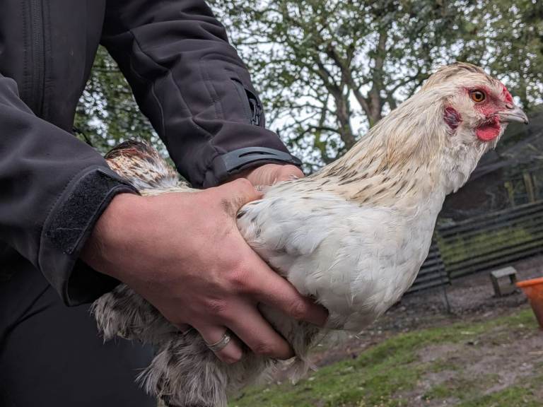 3 pekins cockerels for sale 