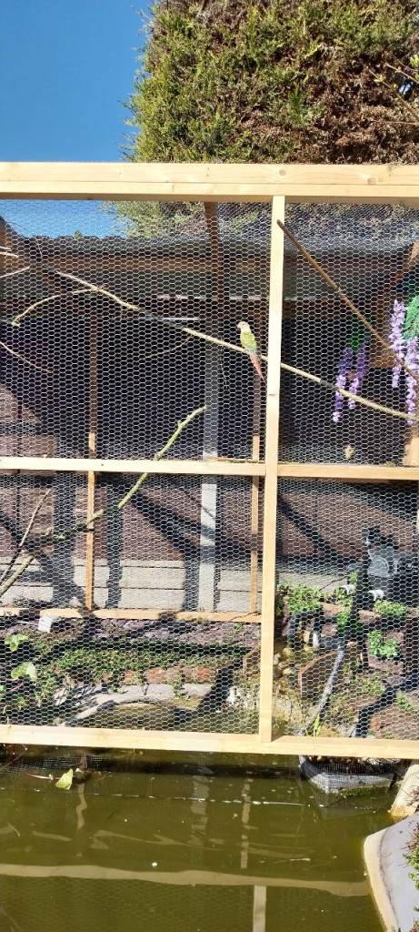 Aviary with plenty of space
