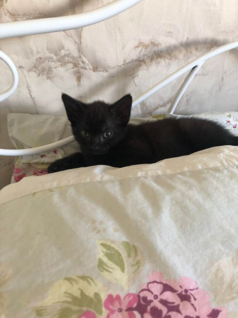 Kittens for sale 
