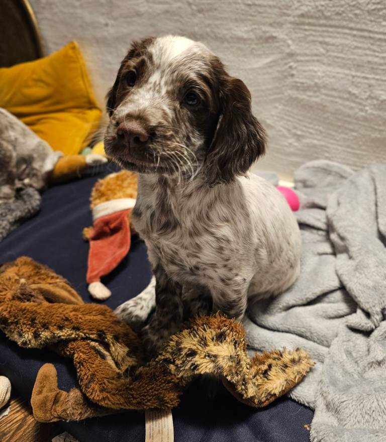 Cocker spaniel puppy 