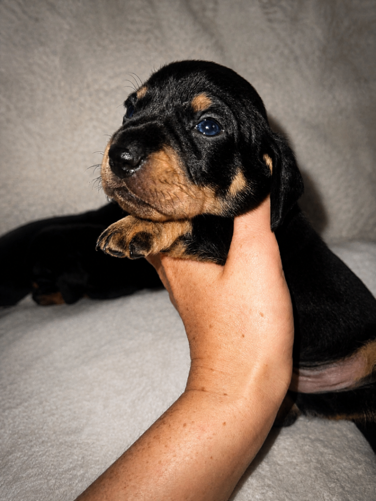 Mini dachshund puppies 