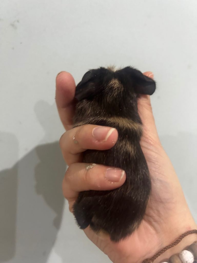 Male baby guinea pig 