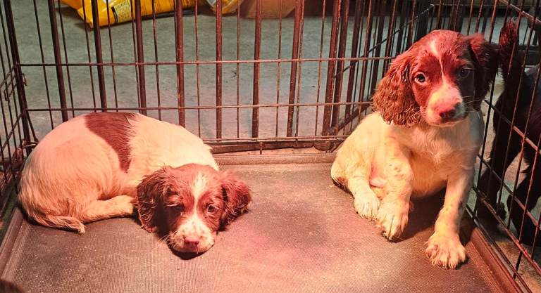 English Springer Spaniel Pups L/w