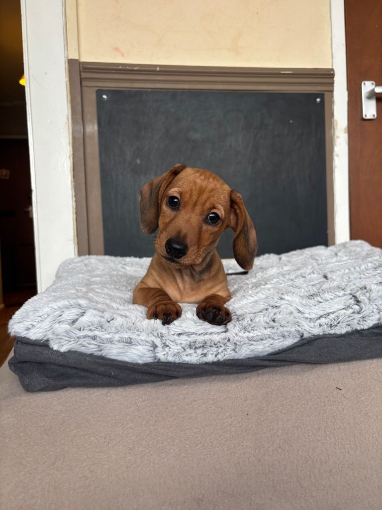 KC Miniature dachshund girl shaded red ready to leave now 