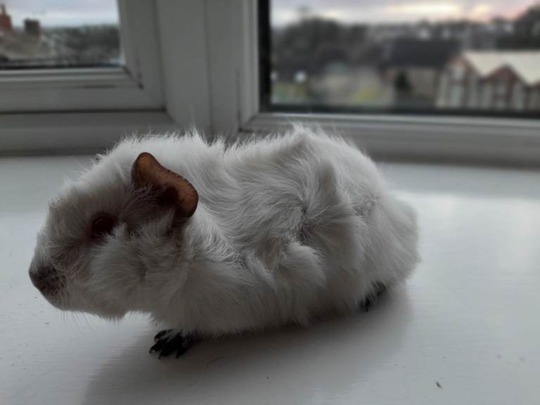 Albino male guinea pigs