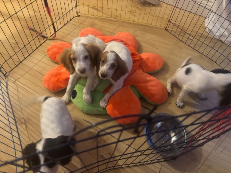 Cockerspaniel puppy’s 