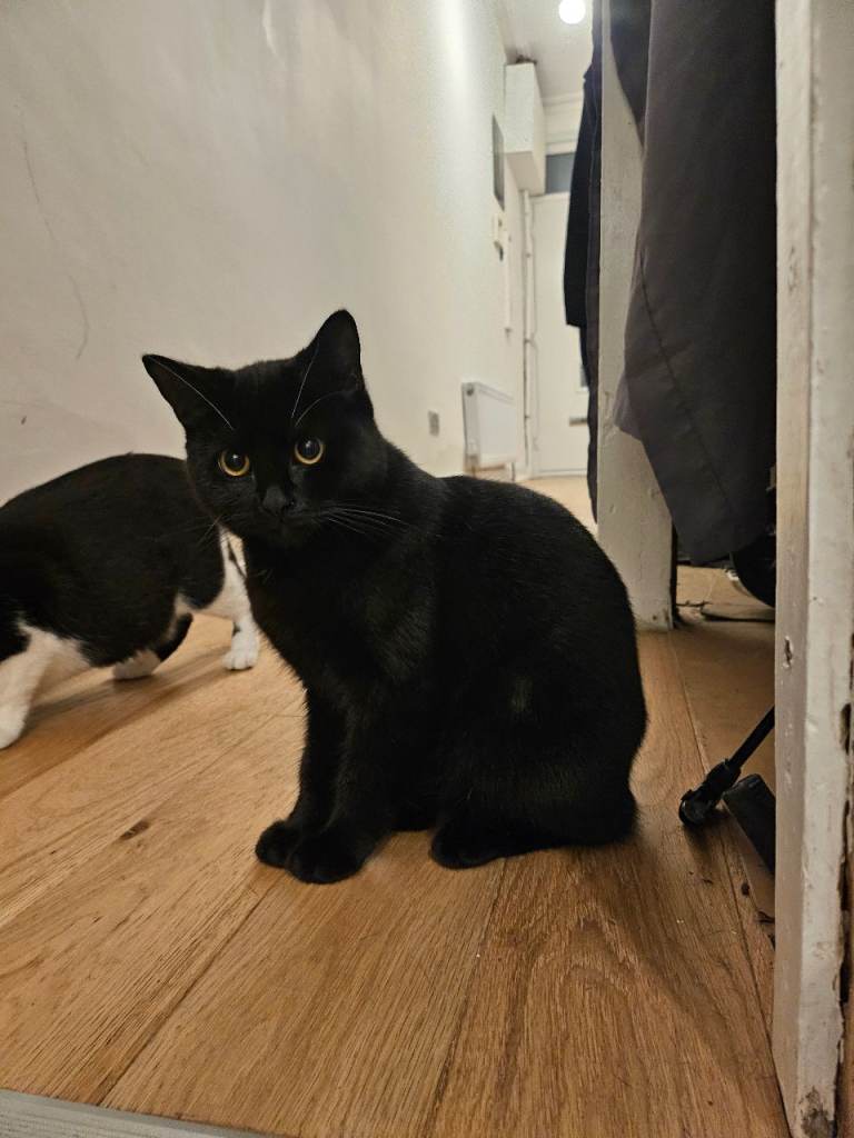 Independent Working Cat 