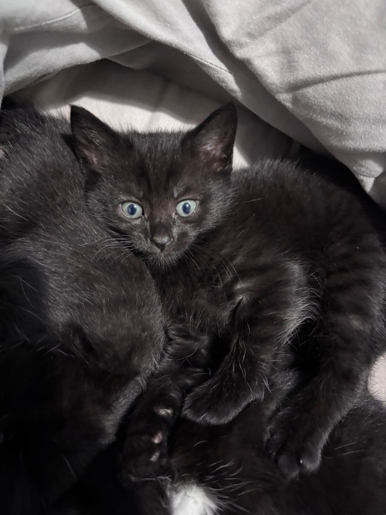 4, 6 week old kittens 