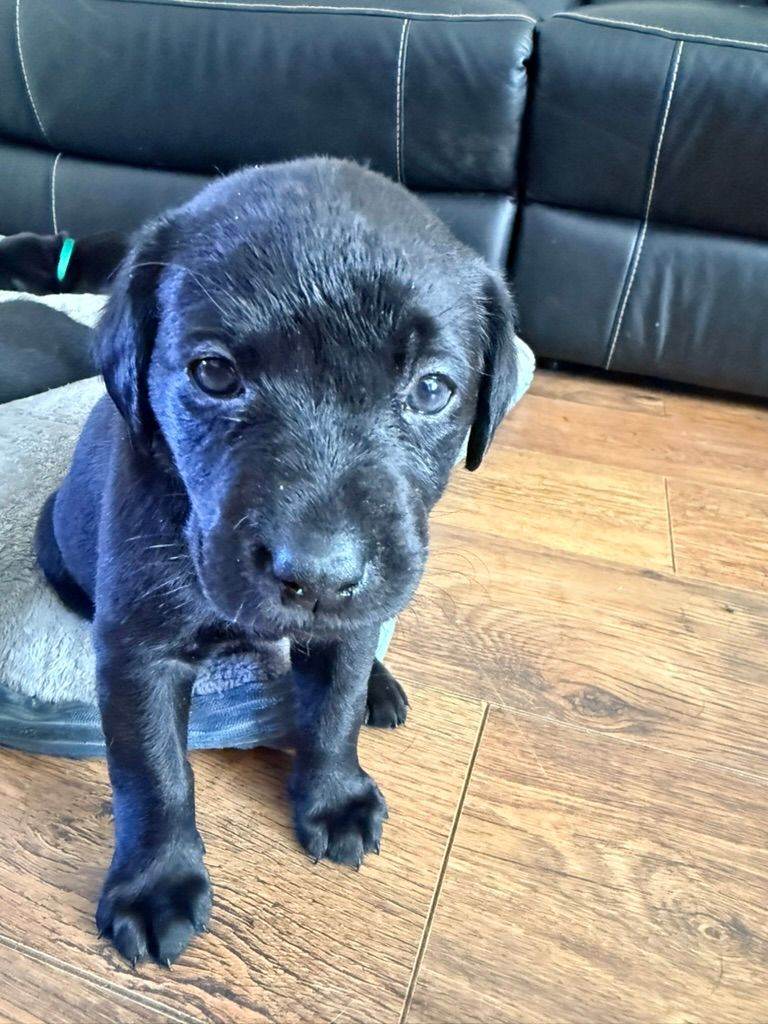 Black Labrador Puppies