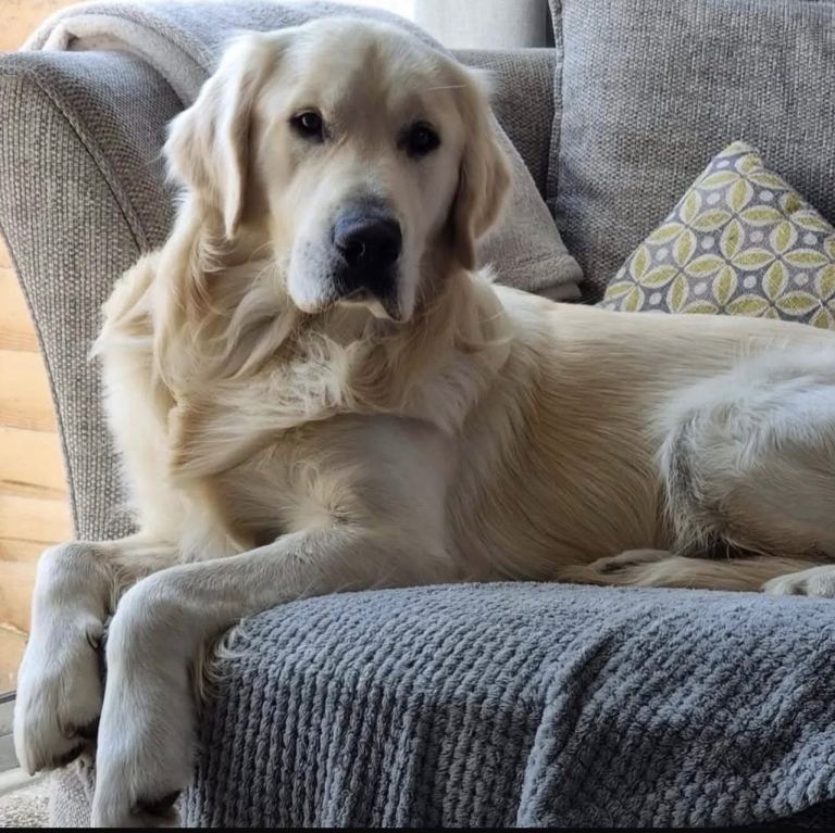 Golden retriever pups 