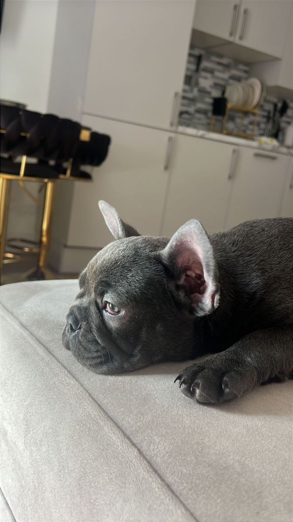 French bulldog 