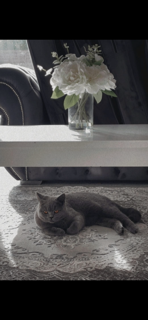 Short hair, British blue
