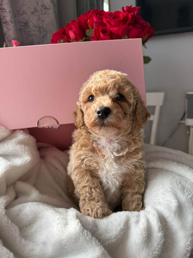 Miniature Poochon puppies 🩷🐩🩵