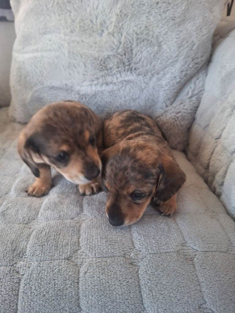 Long haired mini dachshund girl s 