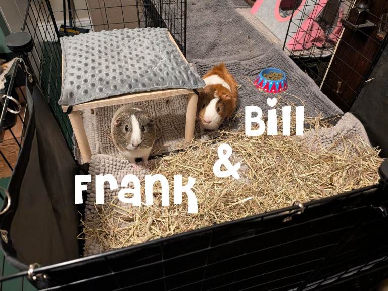 Two Bonded Male Guinea Pigs with Cage and Accessories