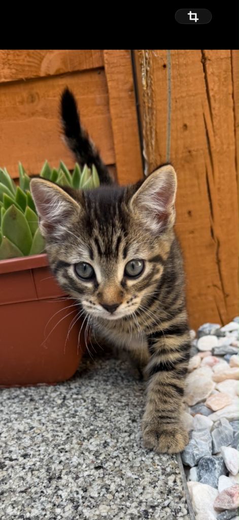 Playful Dark Kittens (M) >8 weeks