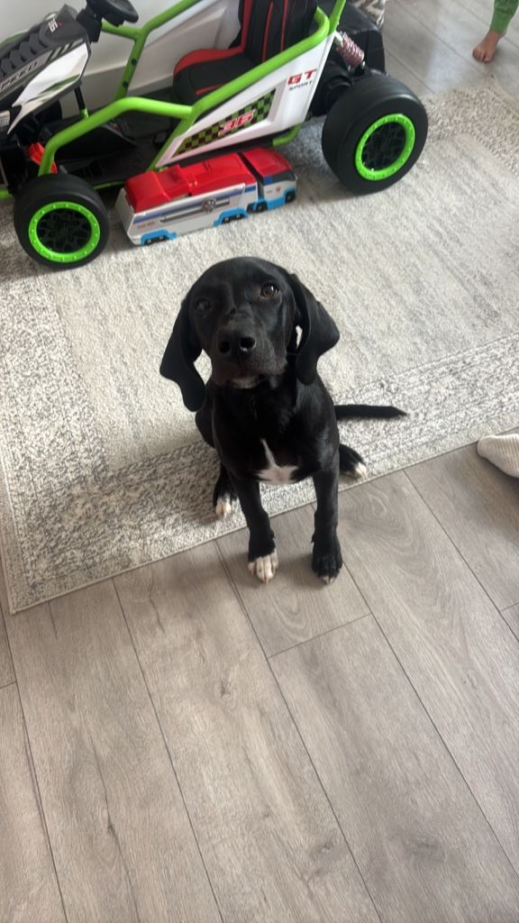 Labrador