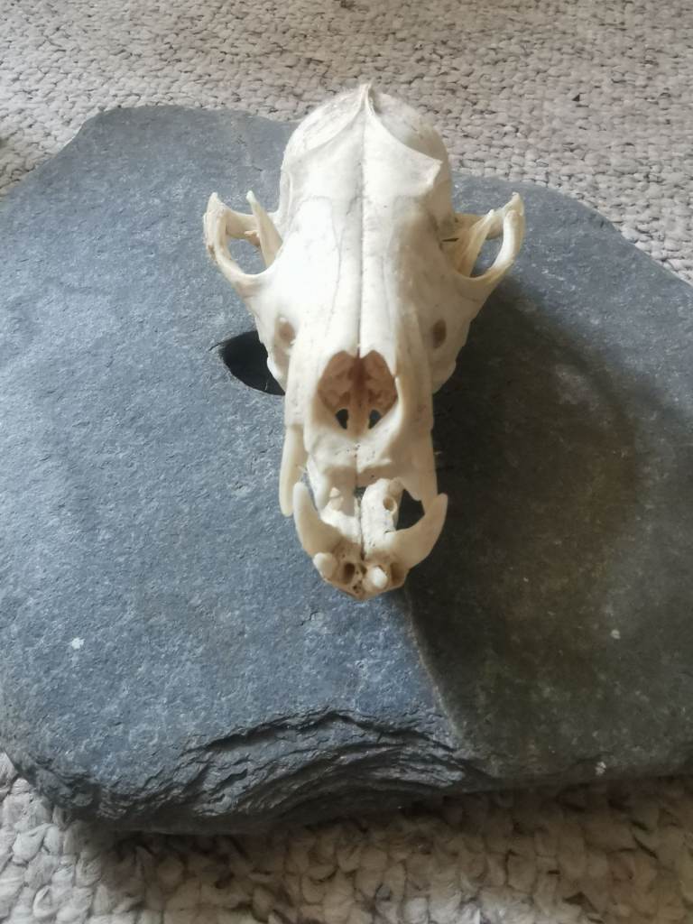 ​🦊 Taxidermy Fox Skull (Vulpes vulpes) on Slate Wall Mount