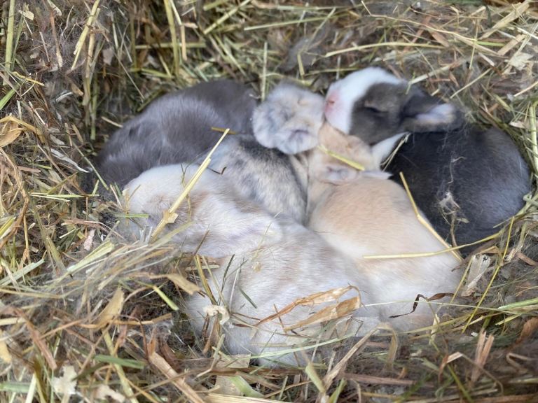 Mini lops ( Est since 2014 ) 