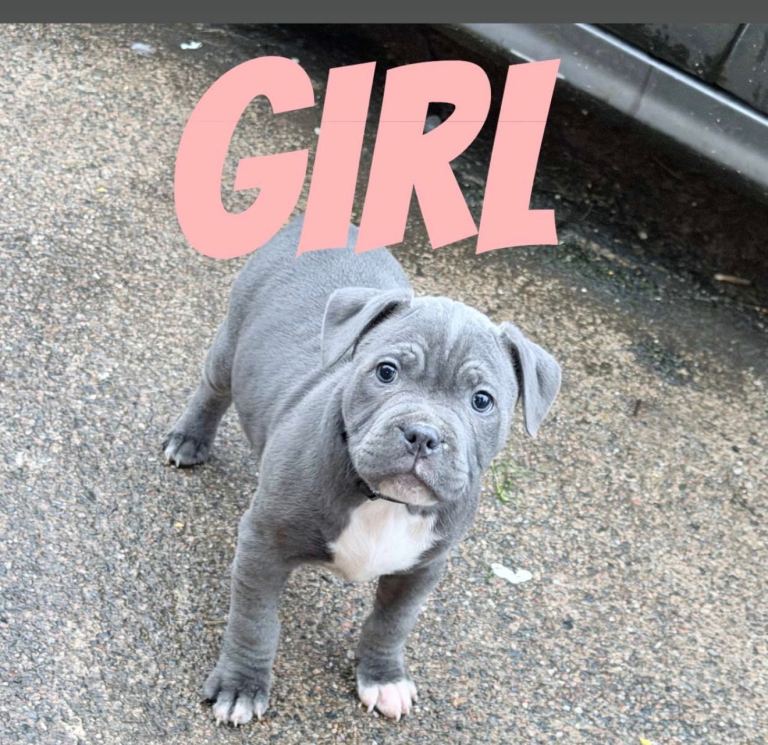 Staffy puppies 