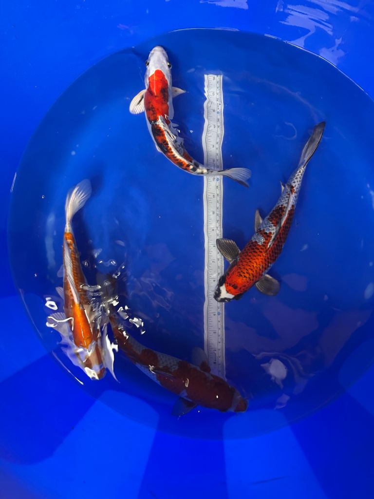Koi fish available 